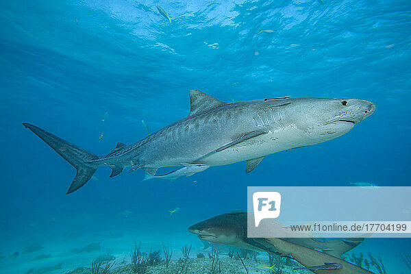 This Tiger shark (Galeocerdo cuvier) was photograhed off the West End  Bahamas  Atlantic Ocean; Bahamas