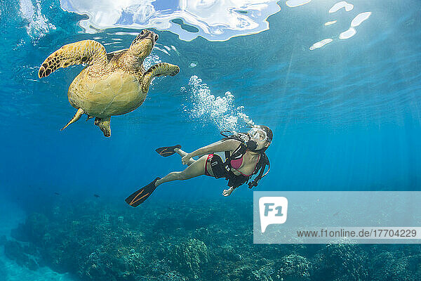 An endangered species  Green sea turtles (Chelonia mydas) are a common sight around Hawaii. One is pictured here with a diver; Hawaii  United States of America