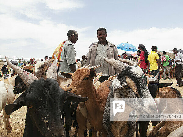 Goats At Weekly Market; Adwa  Tigray Region  Ethiopia