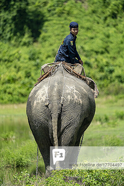 Arbeitselefant in einem Dorf am Ayeyarwady-Irrawaddy-Fluss  Myanmar-Burma; Region Sagaing  Myanmar