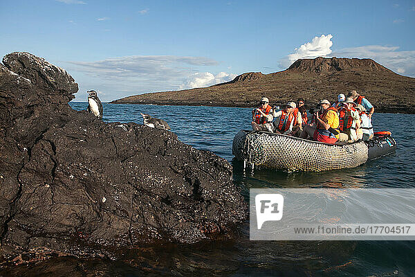 Tourists observe and photograph Galapagos penguins resting on a rock formation.; Pacific Ocean  Galapagos Islands  Ecuador
