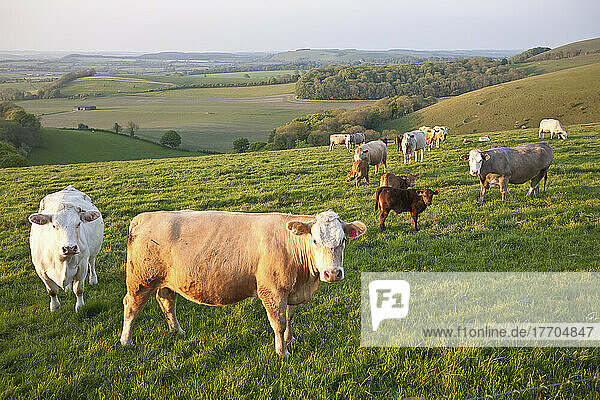 Cows In A Field In The Typical English Countryside Of Rolling Hills Near Wingreen Hill  The Highest Point In Dorset; England