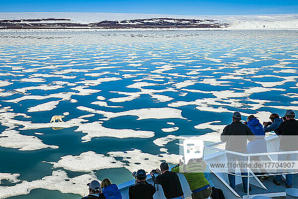 Neugieriger Eisbär (Ursus maritimus) nähert sich dem National Geographic Explorer  während Touristen ihn beobachten und fotografieren; Svalbard  Norwegen