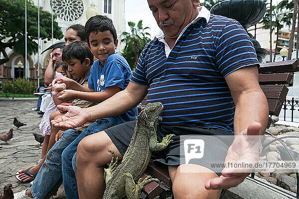 People gather to play with and feed iguanas and pigeons in a city park located across from the main cathedral.; Guayaquil  Ecuador