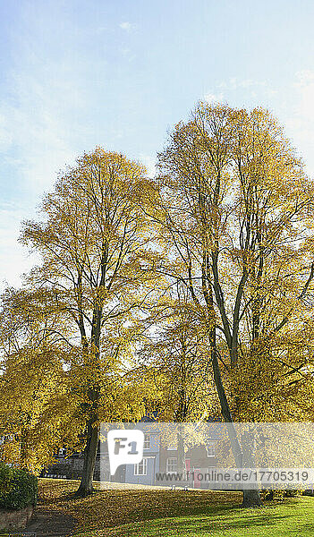 Bäume in Herbstfarben; Winchester  Hampshire  England