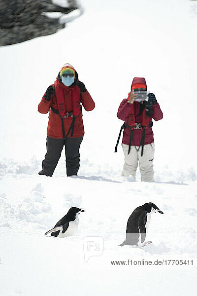 Zwei Zügelpinguine (Pygoscelis antarcticus) gehen im Schnee an Touristen vorbei; Antarktis