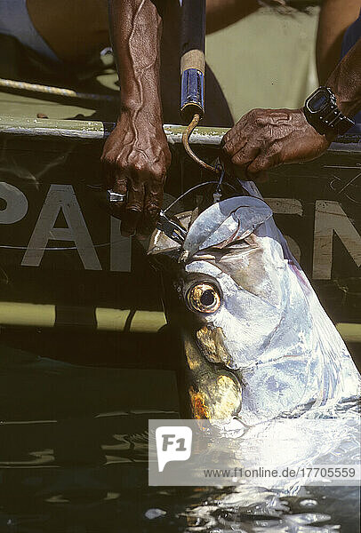 Hände entfernen einen Haken von einem großen Tarponfisch; Parismina  Costa Rica.