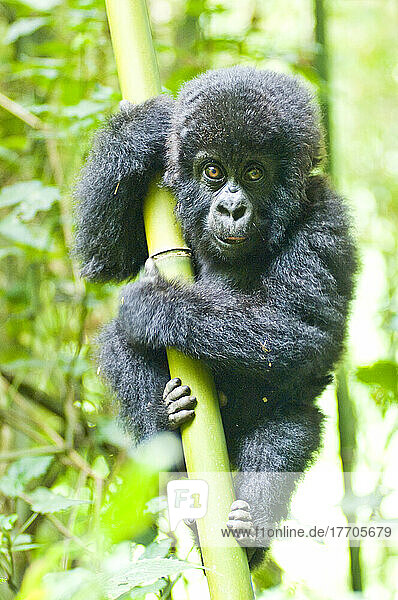 Porträt eines jungen Östlichen Gorillas (Gorilla beringei)  der sich im Dschungel an einem Bambusbaum (Bambusoideae) festhält; Ruanda  Afrika