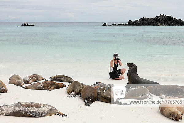 Ein Tourist fotografiert Seelöwen  die sich an einem Strand ausruhen; Pazifischer Ozean  Galapagos-Inseln  Ecuador