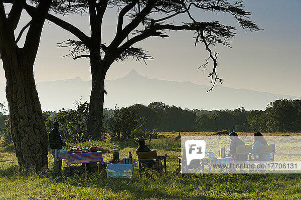 Bush Breakfast Under Large Acacia Tree With Mt Kenya In The Distance  Ol Pejeta Conservancy; Kenya