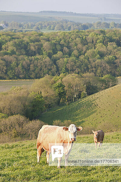 Cows Grazing In A Field Near Wingreen Hill; Dorset  England