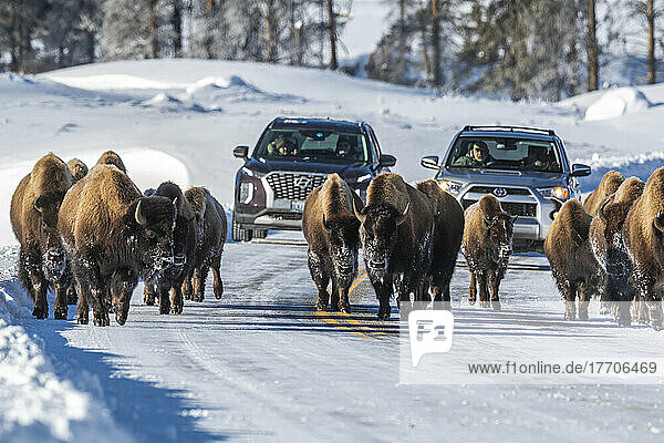 Herd of American bison (Bison bison) walking down the middle of the highway in winter holding up traffic in Yellowstone National Park; Wyoming  United States of America