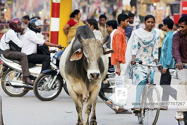 Heilige Brahmanen-Kuh wandert durch die Straße am Gadolia Chowk  einem belebten Einkaufsviertel; Varanasi  Uttar Pradesh  Indien