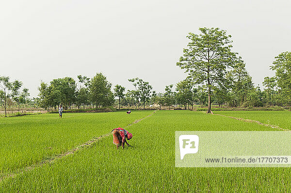 Eine Frau pflanzt Reis; Sauraha  Provinz Chitwan  Nepal