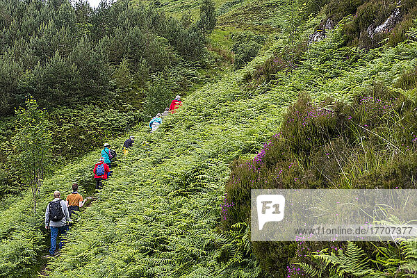Eine Gruppe von Wanderern bewegt sich durch die üppige Landschaft entlang des Glenfinnan Trail bei Glenfinnan  Schottland; Glenfinnan  Schottland