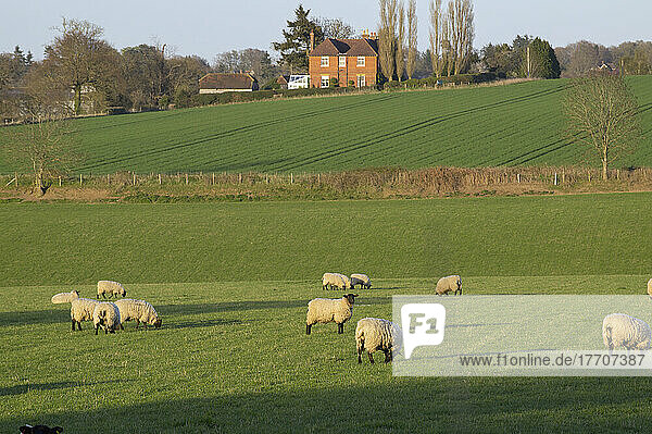 Schafherde weidet auf einem üppigen Feld in der Nähe von Cranleigh; Surrey  England