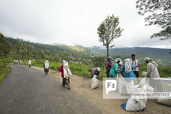 Arbeiter auf dem Teegut Dambatenne  Bergland  Sri Lanka; Diyatalawa  Bezirk Badulla  Sri Lanka