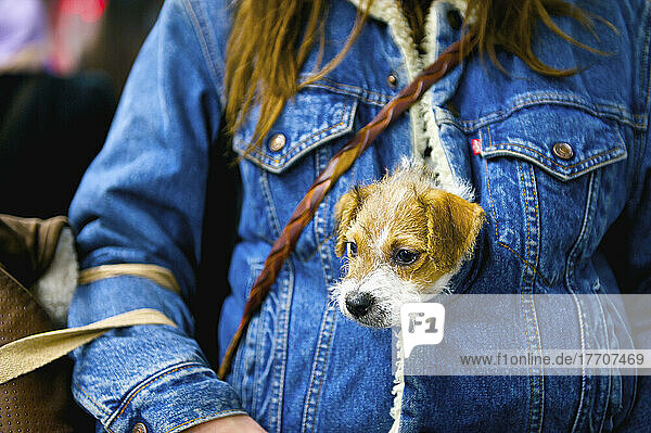 Ein kleiner Hund macht es sich in der Jacke seines Besitzers gemütlich; London  England