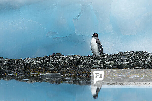 Gentoo penguin (Pygoscelis papua) stands on the rocky shoreline amidst large blocks of blue ice; Antarctica
