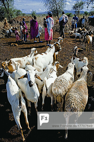 Masai-Stamm mit Ziegen