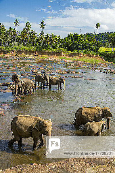 Der Sri Lanka-Elefant (Elephas maximus maximus) ist eine der drei anerkannten Unterarten des Asiatischen Elefanten und ist in Sri Lanka heimisch. Elephas maximus steht auf der Liste der gefährdeten Arten  und der Bestand ist in den letzten 60-75 Jahren um mindestens 50 % zurückgegangen. Die Art ist in erster Linie durch den Verlust und die Zerstörung ihres Lebensraums bedroht; Pinnawala  Kegalle  Sabaragamuwa  Sri Lanka
