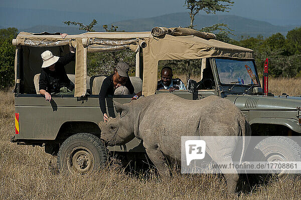 Touristen im Geländewagen beim Betrachten des Südlichen Breitmaulnashorns im speziellen Nashorn-Schutzgebiet  Ol Pejeta Conservancy; Kenia