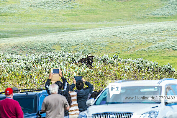 Touristen fotografieren einen Braunbären (Ursus arctos) am Straßenrand; Yellowstone National Park  Wyoming  Vereinigte Staaten von Amerika