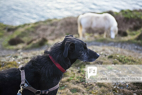 Pferd und langhaariger Lurcher-Hund auf dem Pembrokeshire Coast Path; Pembrokeshire  Wales