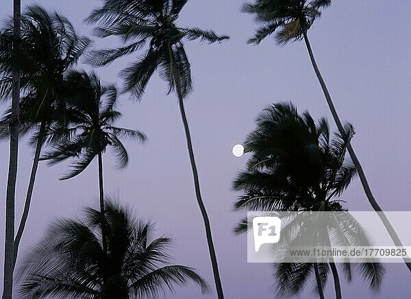 Vollmond hinter Palmen in der Abenddämmerung  unscharfe Bewegung