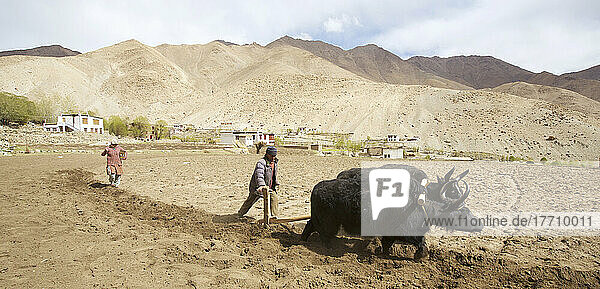 Landwirt pflügt ein Feld mit domestizierten Yaks in einem ländlichen Dorf im Indus-Tal; Ladakh  Jammu und Kaschmir  Indien
