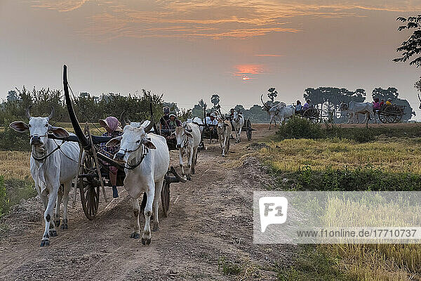 Menschen fahren mit Ochsenkarren durch das Dorf Kampong Tralach in Kambodscha; Dorf Kampong Tralach  Bezirk Tralach  Kambodscha