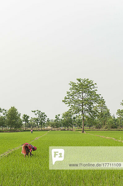 Eine Frau pflanzt Reis; Sauraha  Provinz Chitwan  Nepal