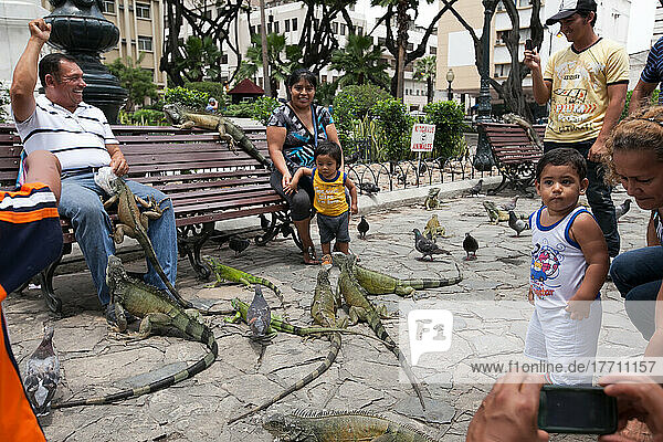 People gathered to observe  play with  and feed tame iguanas and pigeons in a city park.; Guayaquil  Ecuador