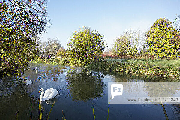 Water Meadows Along The River Itchen With Swans; Winchester  Hampshire  England