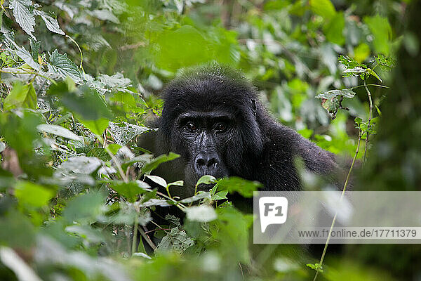 Ein erwachsener Gorilla ruht sich in der dichten Vegetation des undurchdringlichen Waldes auf dem Boden aus; Bwindi Impenetrable National Park  Uganda