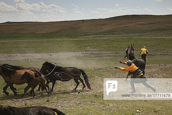 A Mongolian horseman lassos a horse on the steppe.