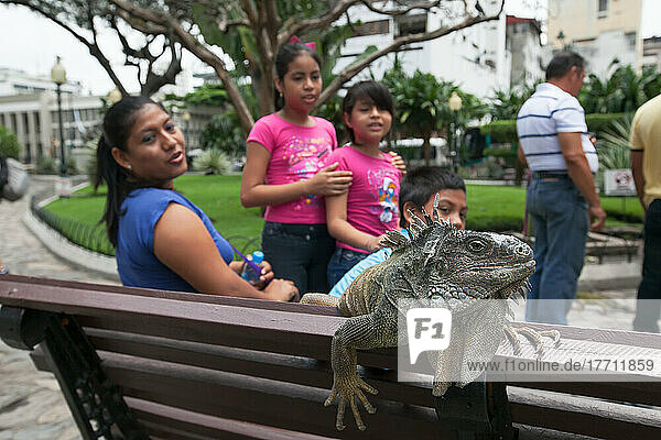 Menschen beobachten einen Leguan auf einer Bank in einem Stadtpark. Die Menschen spielen dort oft mit den zahmen Tieren und füttern sie; Guayaquil  Ecuador