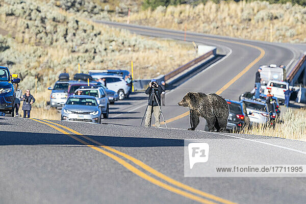 Braunbär (Ursus arctos)  der am Straßenrand steht und die Touristen betrachtet  die ihre Autos angehalten haben  um Fotos im Yellowstone National Park zu machen; Wyoming  Vereinigte Staaten von Amerika