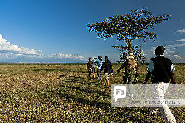 Menschen auf Wandersafari  die an einem Akazienbaum vorbeigehen  Ol Pejeta Conservancy; Kenia