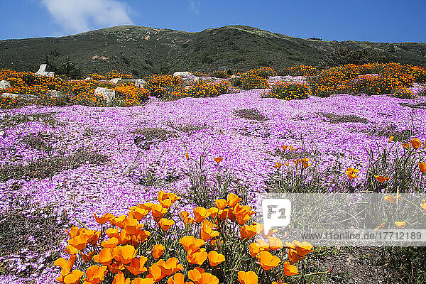 Bunte Wildblumen  die auf einer hügeligen Landschaft wachsen; Kalifornien  Vereinigte Staaten von Amerika