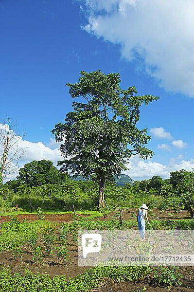 Eine Frau kümmert sich um Pflanzen in einem großen Garten; Ulpotha  Embogama  Sri Lanka