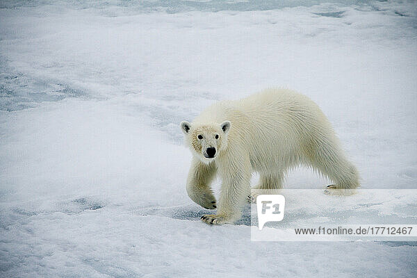 Polar Bear On The Sea Ice In Baffin Bay Of The West Coast Of Greenland.