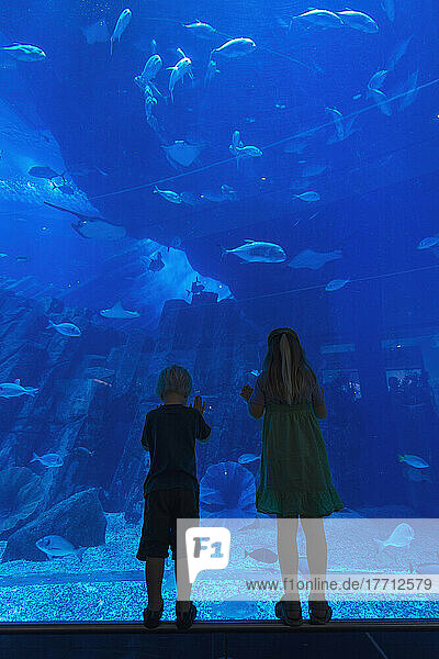 Boy And Girl Looking Into The Massive Aquarium In The Dubai Mall; Dubai  United Arab Emirates