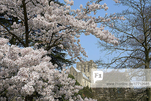 View Of Winchester Cathedral With Spring Blossoms On The Trees; Winchester  Hampshire  England