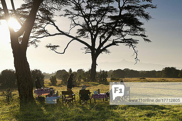 Buschfrühstück unter einem großen Akazienbaum mit dem Berg Kenia in der Ferne  Ol Pejeta Conservancy; Kenia