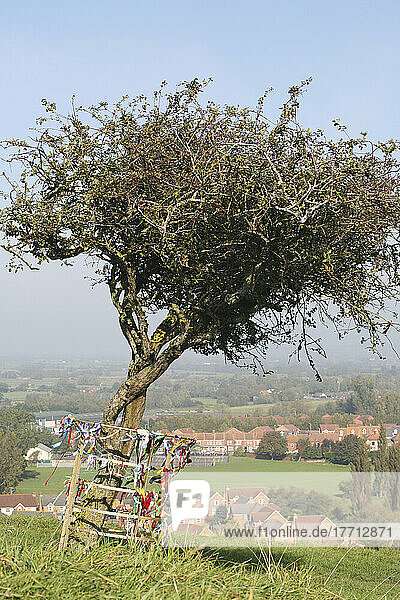 Der Dornenbaum auf dem Wearyall Hill oberhalb der Stadt Glastonbury; Somerset  England