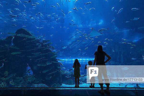 Mutter mit Junge und Mädchen  die in das riesige Aquarium im Einkaufszentrum von Dubai schauen; Dubai  Vereinigte Arabische Emirate