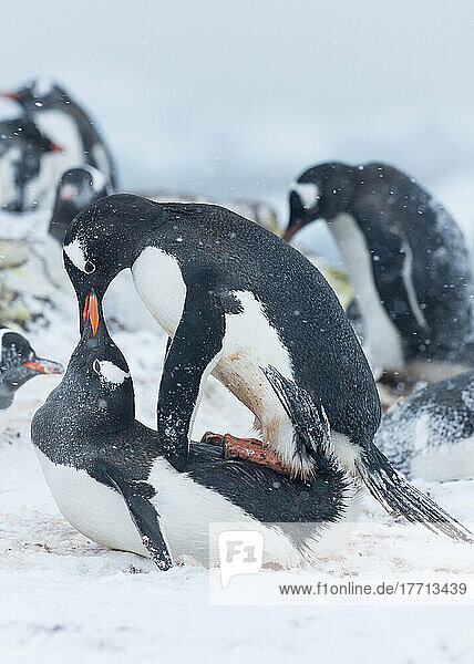 Eselspinguine paaren sich gemeinsam in einer Kolonie in der westlichen Antarktis; Ronge Island  Antarktis