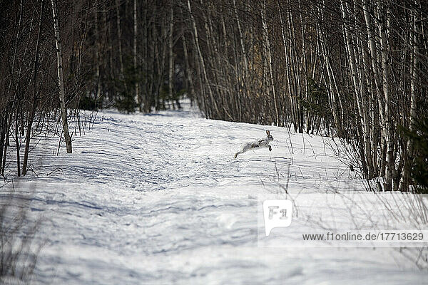 Snowshoe Hare (Lepus Americanus) Running From Dogs In A Simulated Hare Hunt Competition  Lac Saint Pierre  Sorel  Quebec