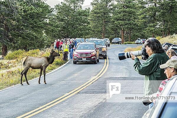 Touristen drängen sich um eine Elchkuh (Cervus canadensis)  die versucht  eine Straße im Rocky Mountain National Park zu überqueren; Colorado  Vereinigte Staaten von Amerika